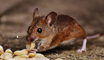 24 Hour & Emergency Exterminators in Ca Franchise Tx Brd Brm, CA